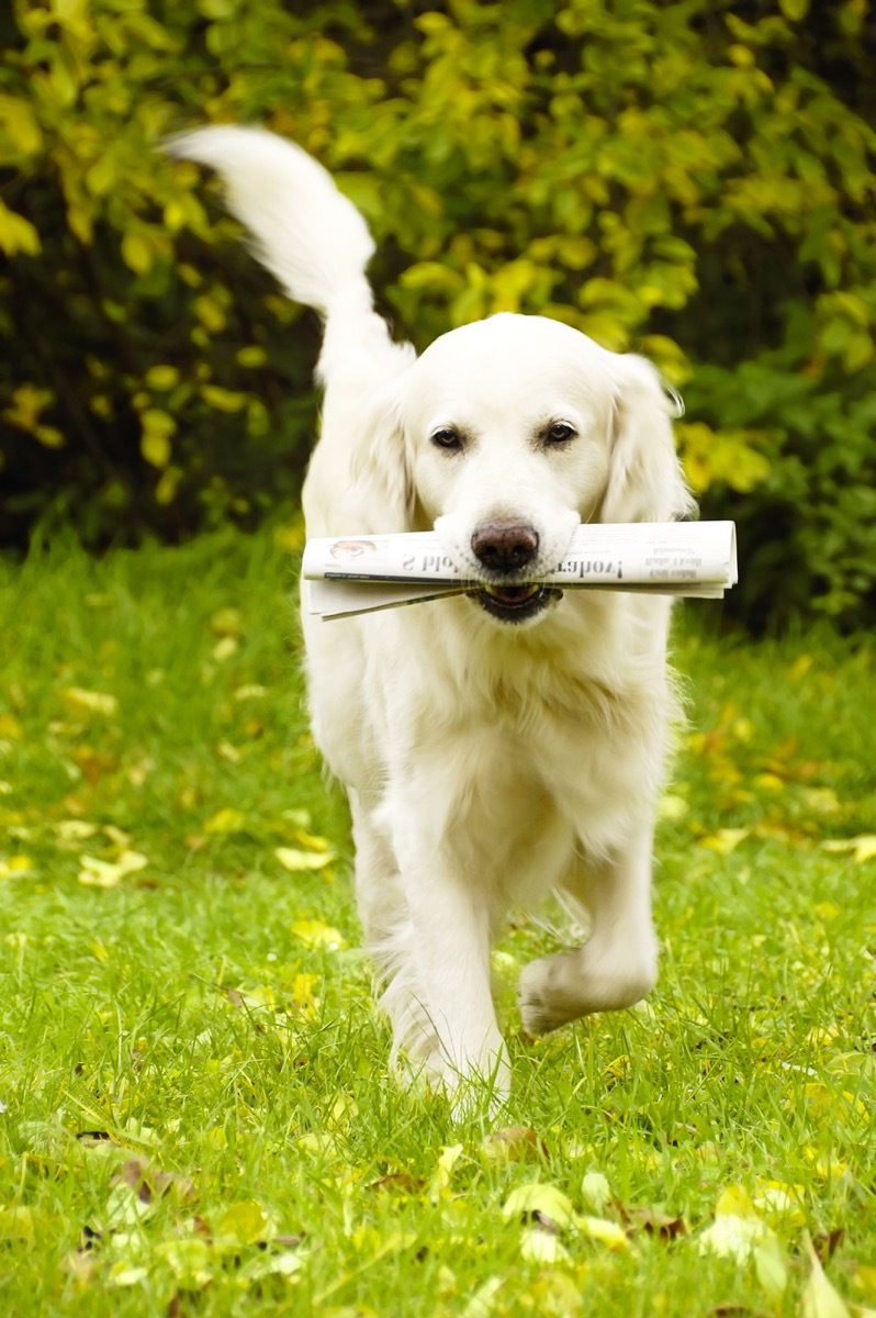 golden retriever with newspaper