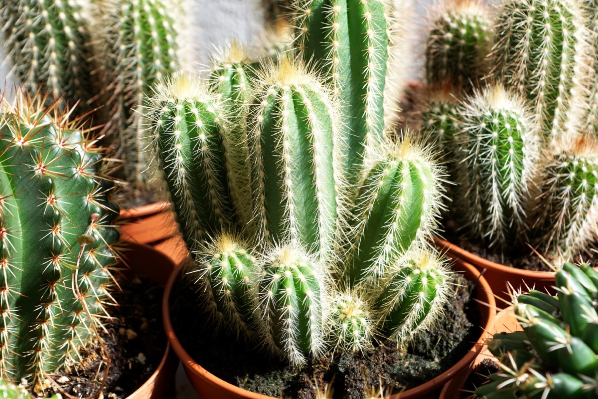 Potted Cacti