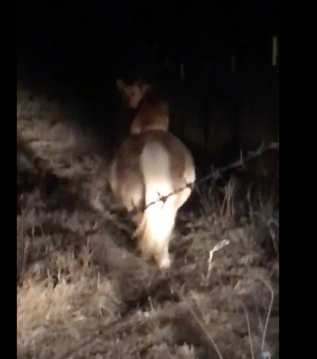 Corgi Riding a Pony {Animal Stories}