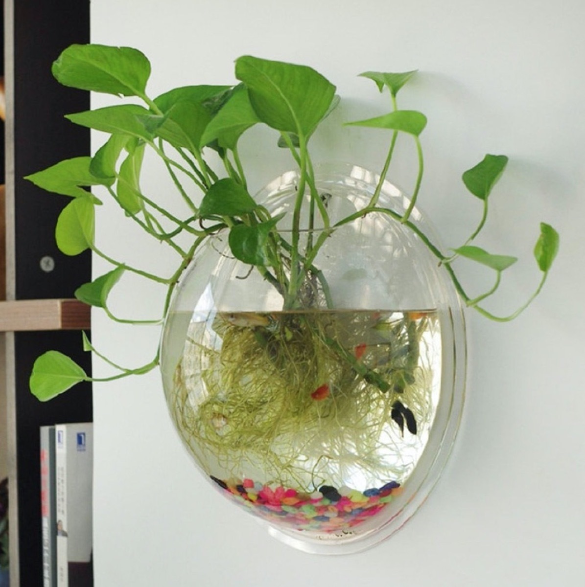 clear round wall terrarium