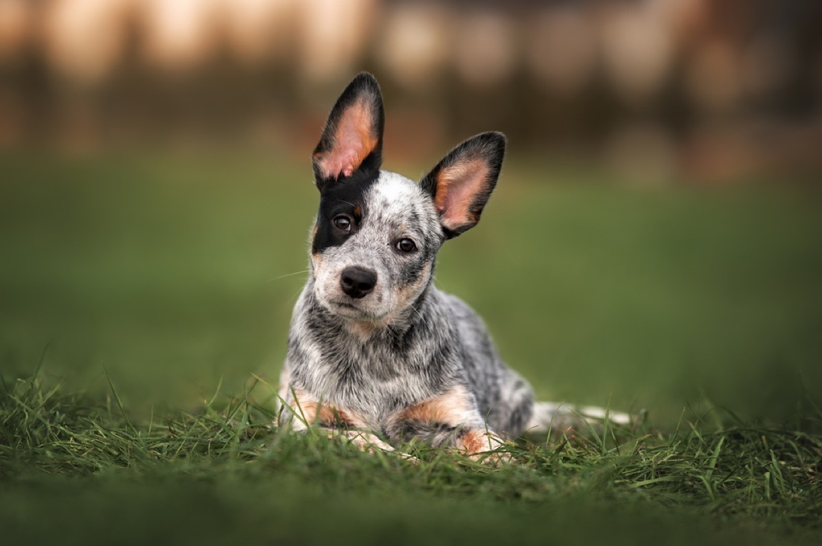 blue heeler puppy sitting outside in the grass