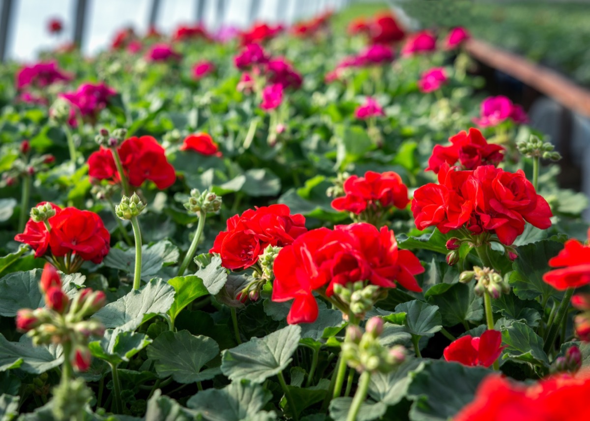 Colorful potted geraniums culture