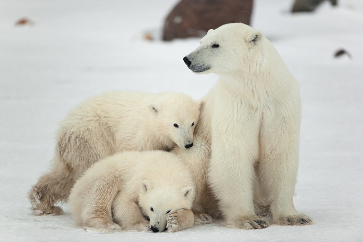 Polar bear mother and cubs polar bear facts