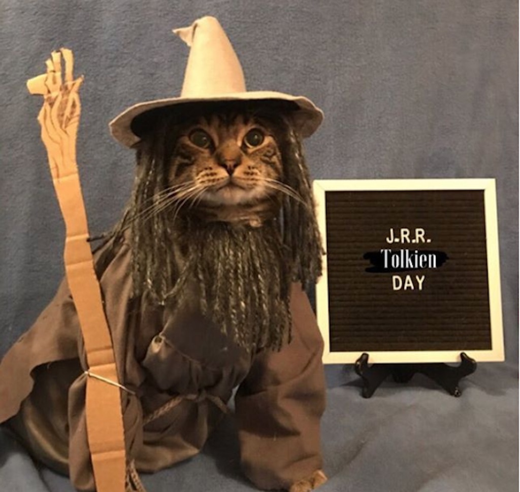 gandalf-cat