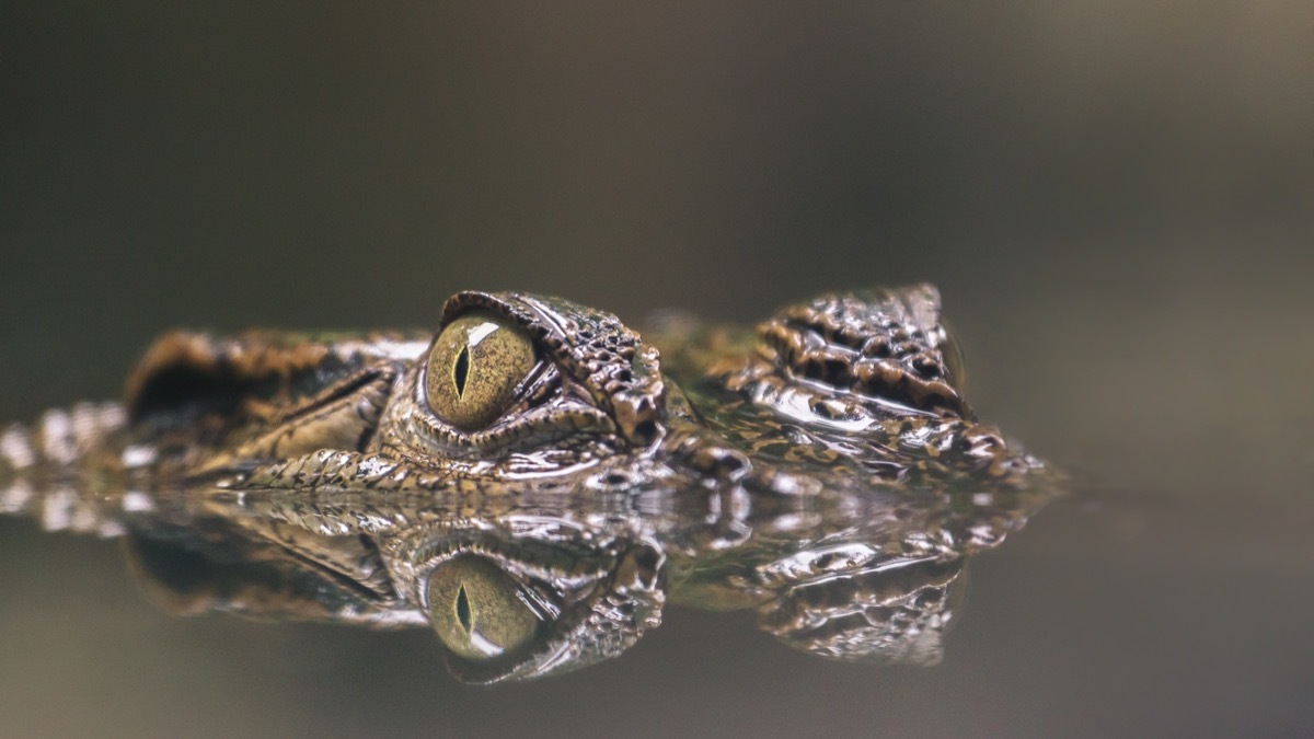 a crocodile sitting silent in the water waiting for a prey