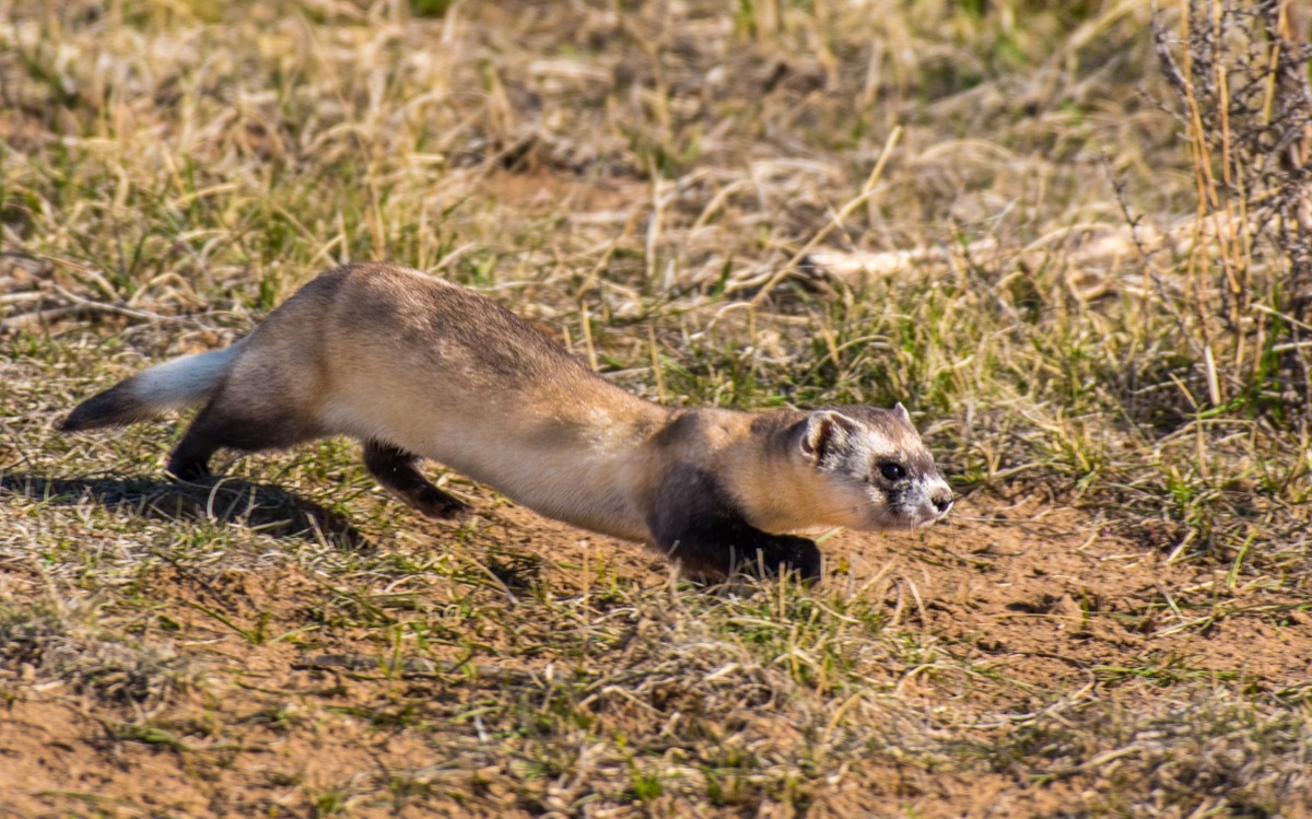 black-footed ferret