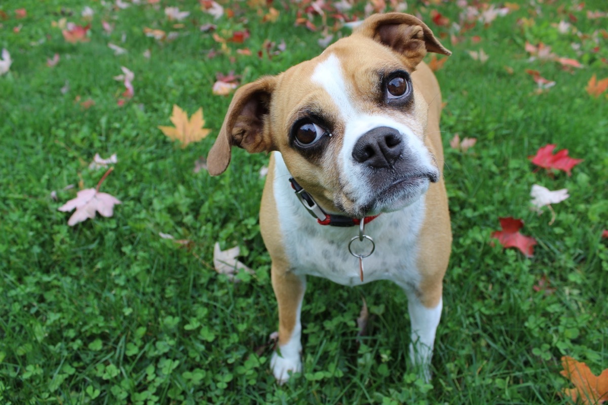 Bulldog Pug Mix Mixed breed Dogs