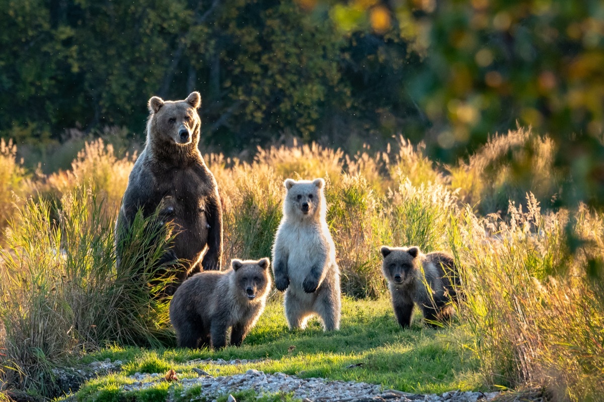 a family of bears