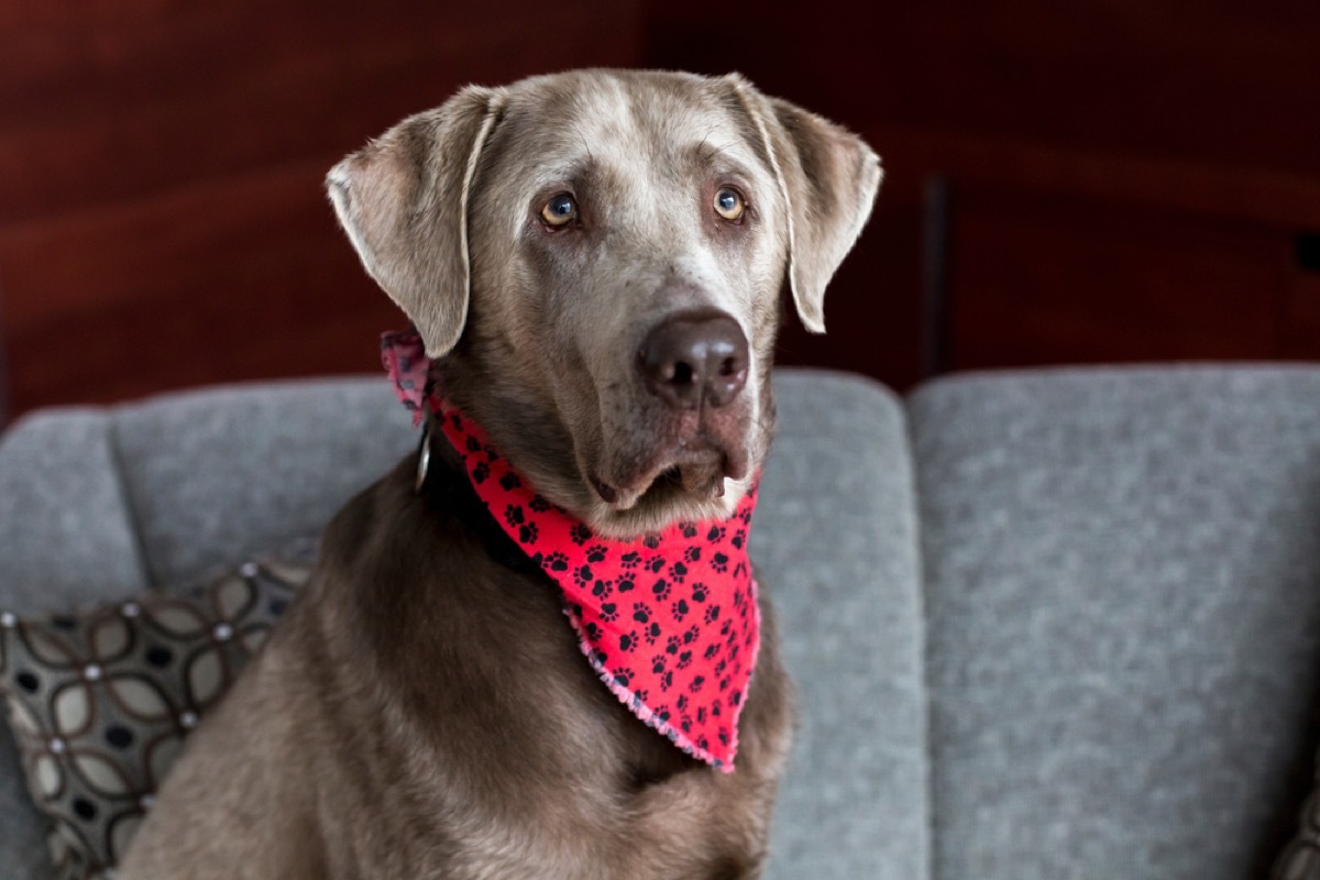 silver labrador retriever with red bandana sitting on a couch