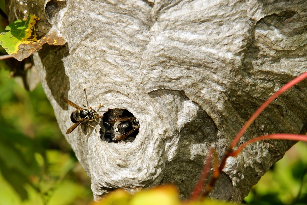 Bald-faced hornet