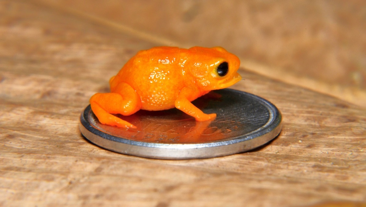 pumpkin toadlet