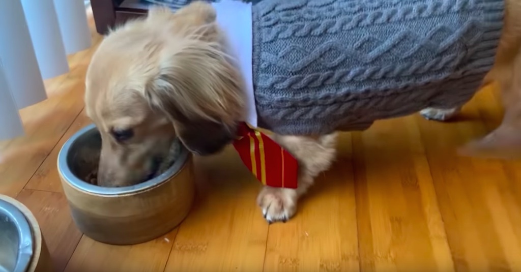 harry potter dog does tricks