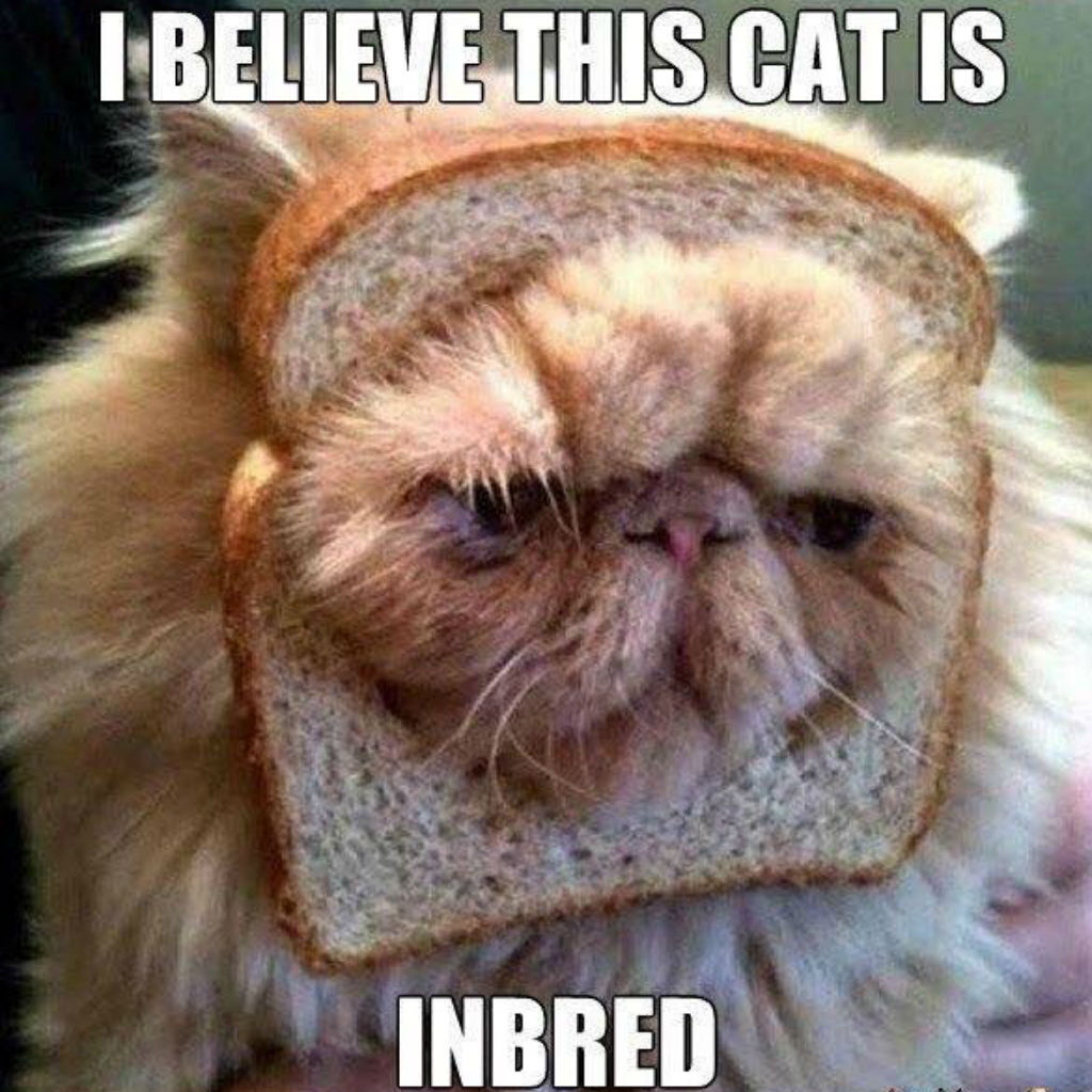 Inbred cat memes