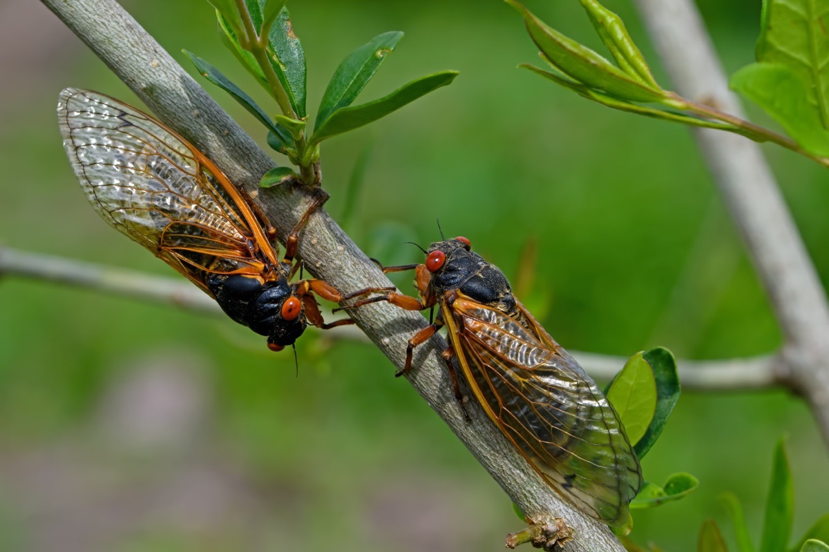 Emerged 17 year Brood X periodical cicadas. Every 17 years they tunnel up from the ground and molt into their adult form and mate. Newly hatched cicada nymphs fall from trees and burrow into dirt.