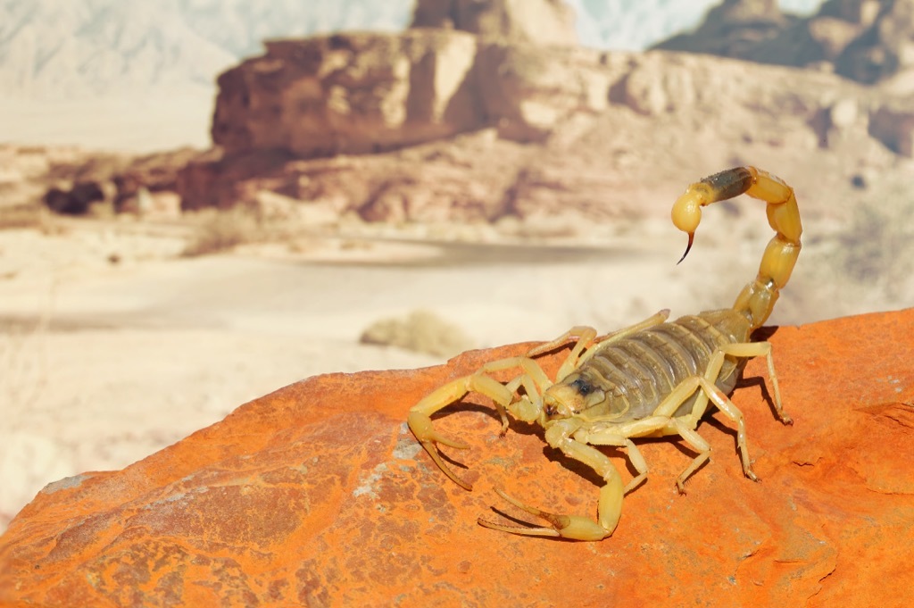 deathstalker scorpion