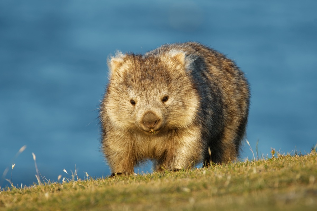 wombat walking on grass, did you know facts