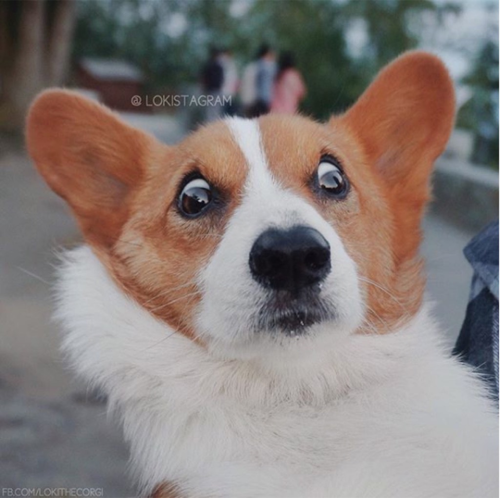 Loki the corgi