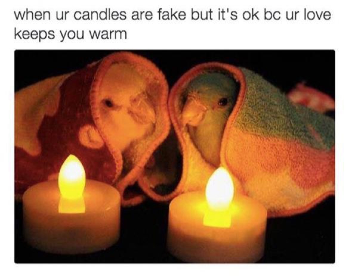 Two lovebirds in tiny blankets with LED candles, caption reads: 