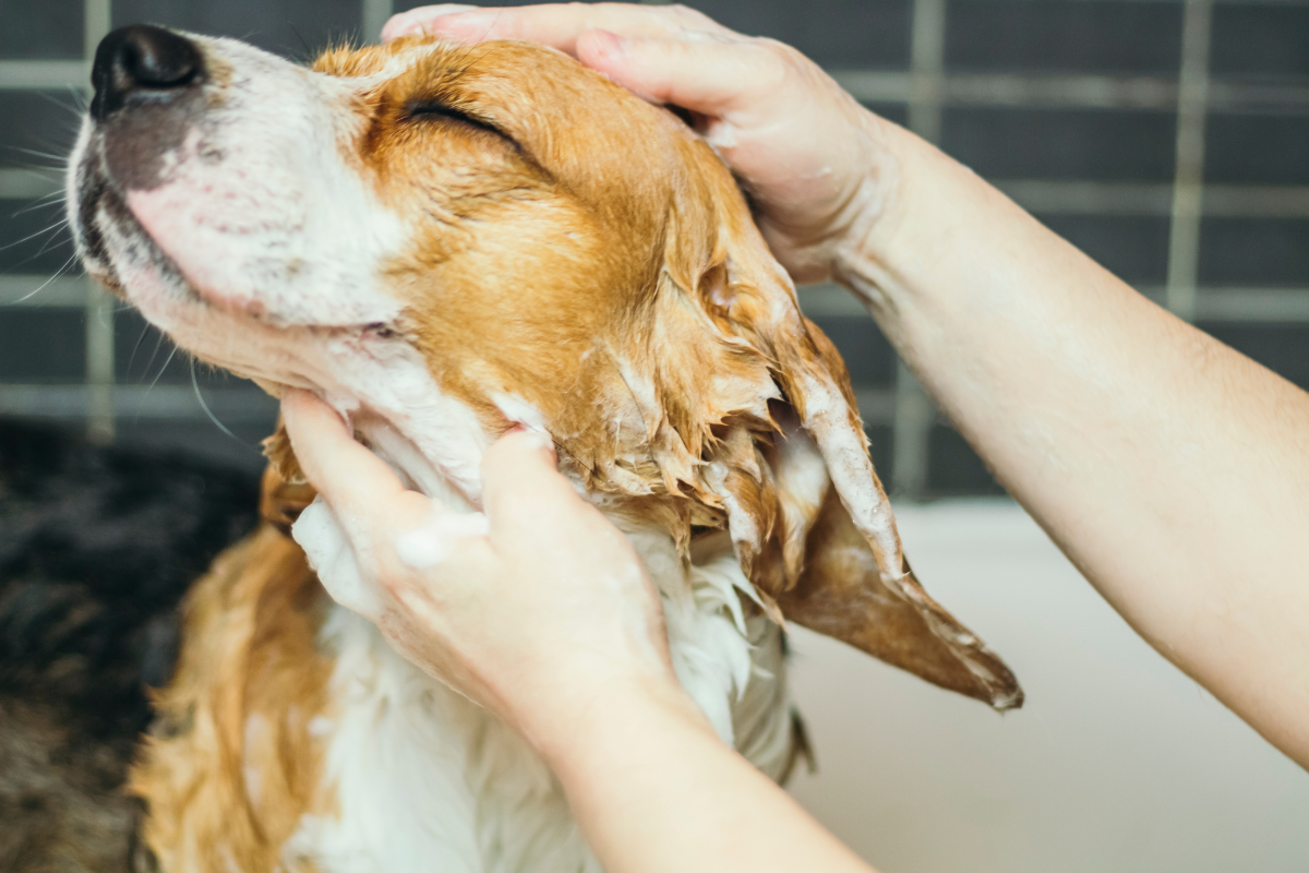 dog in bath