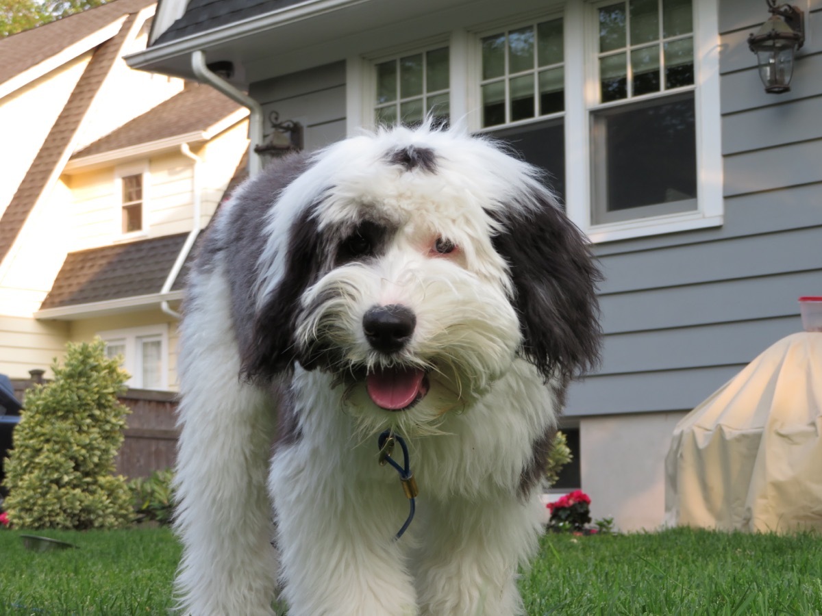 Sheepadoodle Mixed Breed Dogs