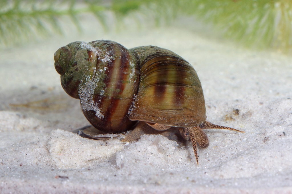 Freshwater snail