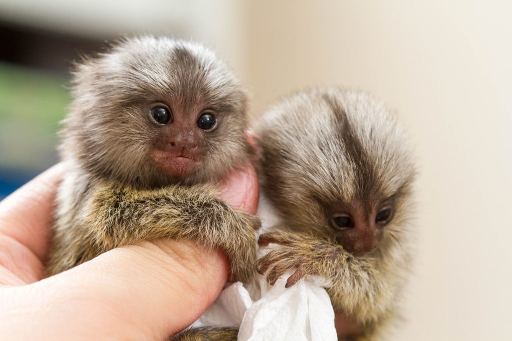 Pygmy Marmoset Surreal Places in the U.S.