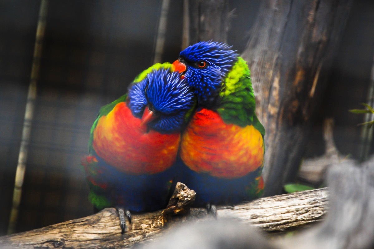 lorikeets in love animals in love