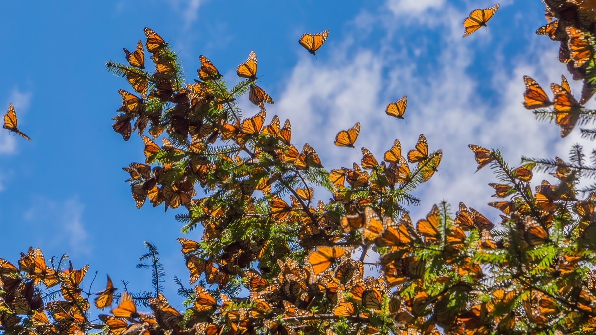 Monarch butterflies