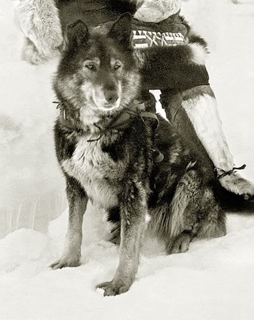 Togo the Sled Dog Animals Who Are Real-Life Heroes