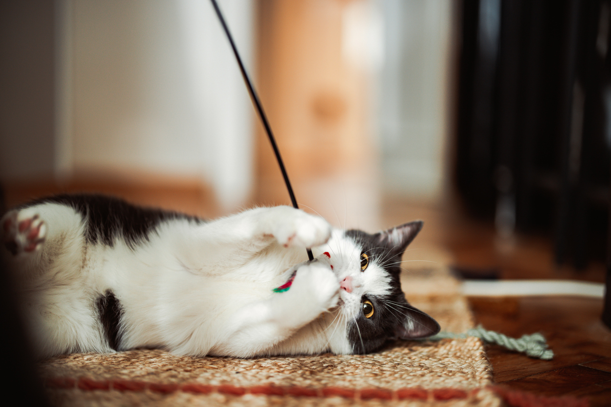 cat playing with toy