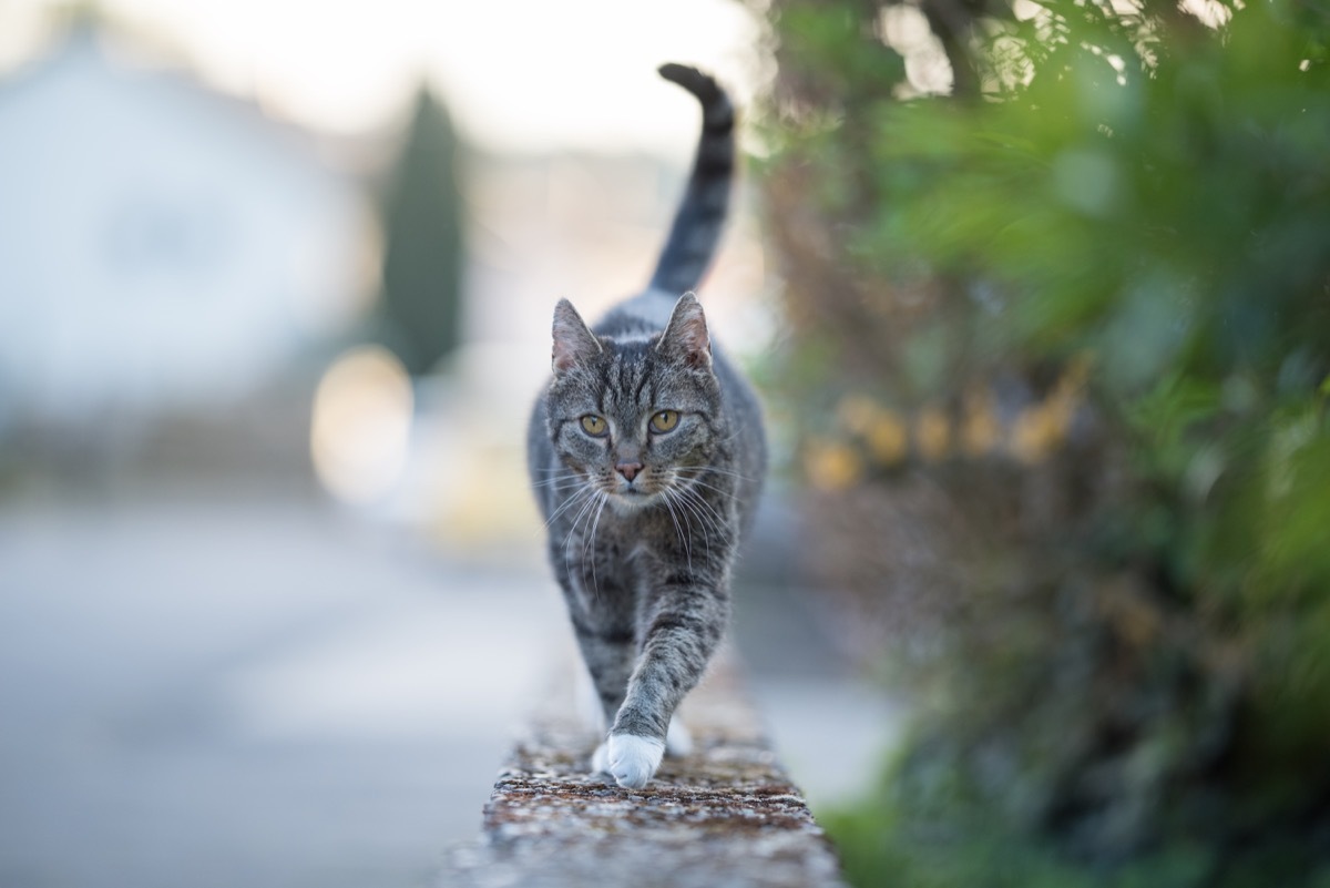 tabby domestic shorthair cat walking over a low mural looking at camera curiously