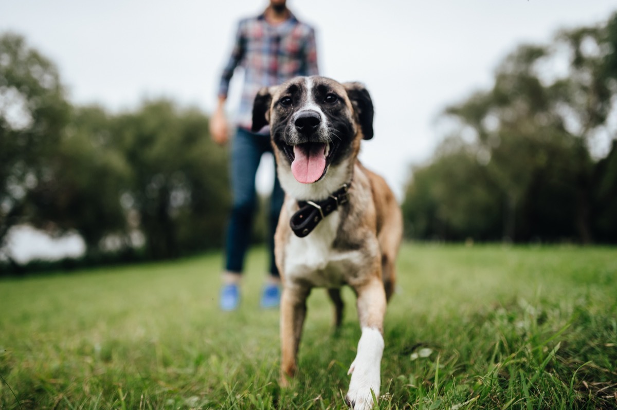 a puppy in a park