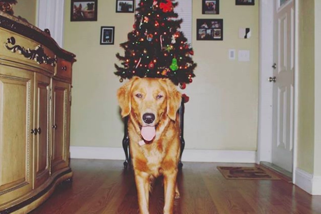 dogs excited about christmas