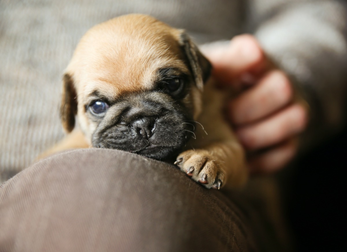 Pug puppy on lap