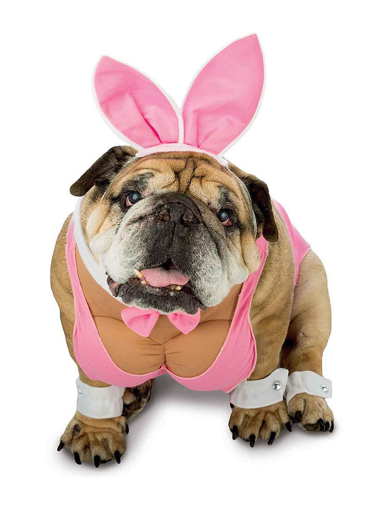 Hunny Bunny Dog Costume adorable dog outfits