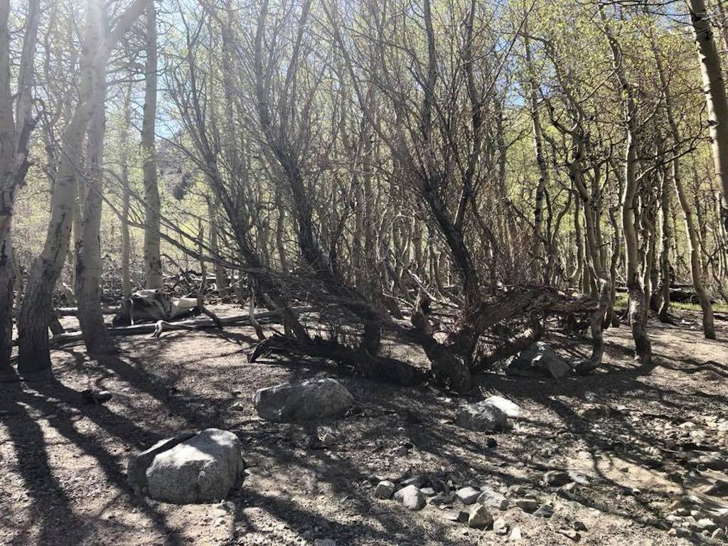 corgi hiding by trees