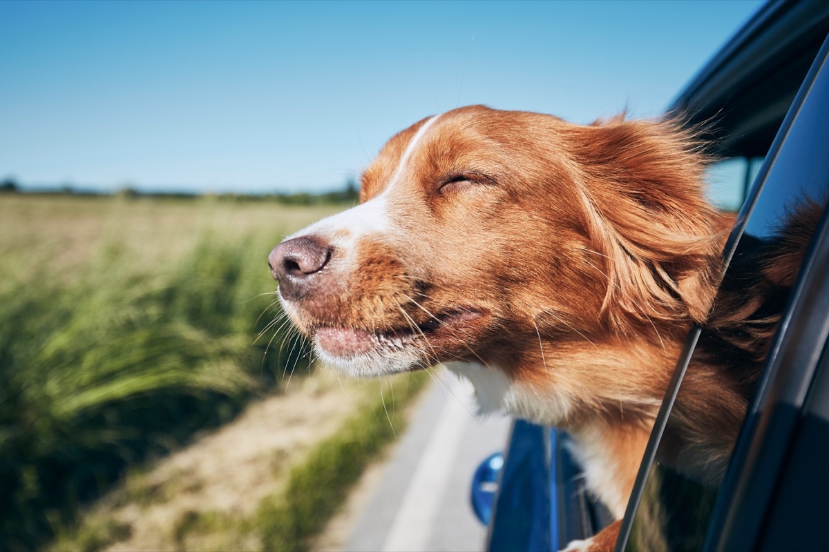 Dog enjoying open car window