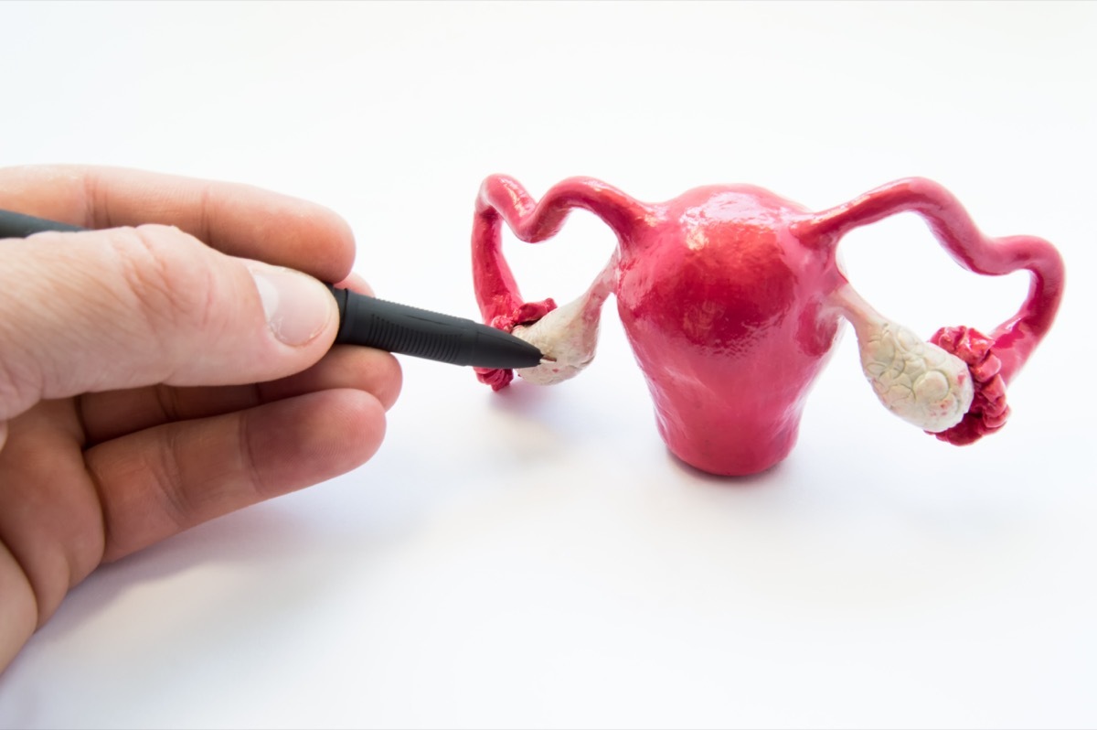 Doctor or teacher points of ballpoint pen on ovaries on anatomical model of internal female sex organs