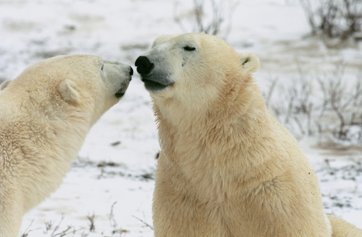 Pair of polar bears interacting in tundra in Churchill, Canada