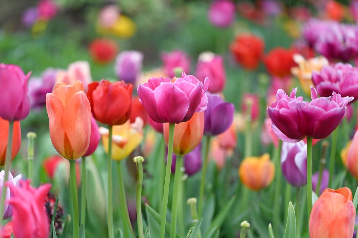 purple and pink spring tulips in garden