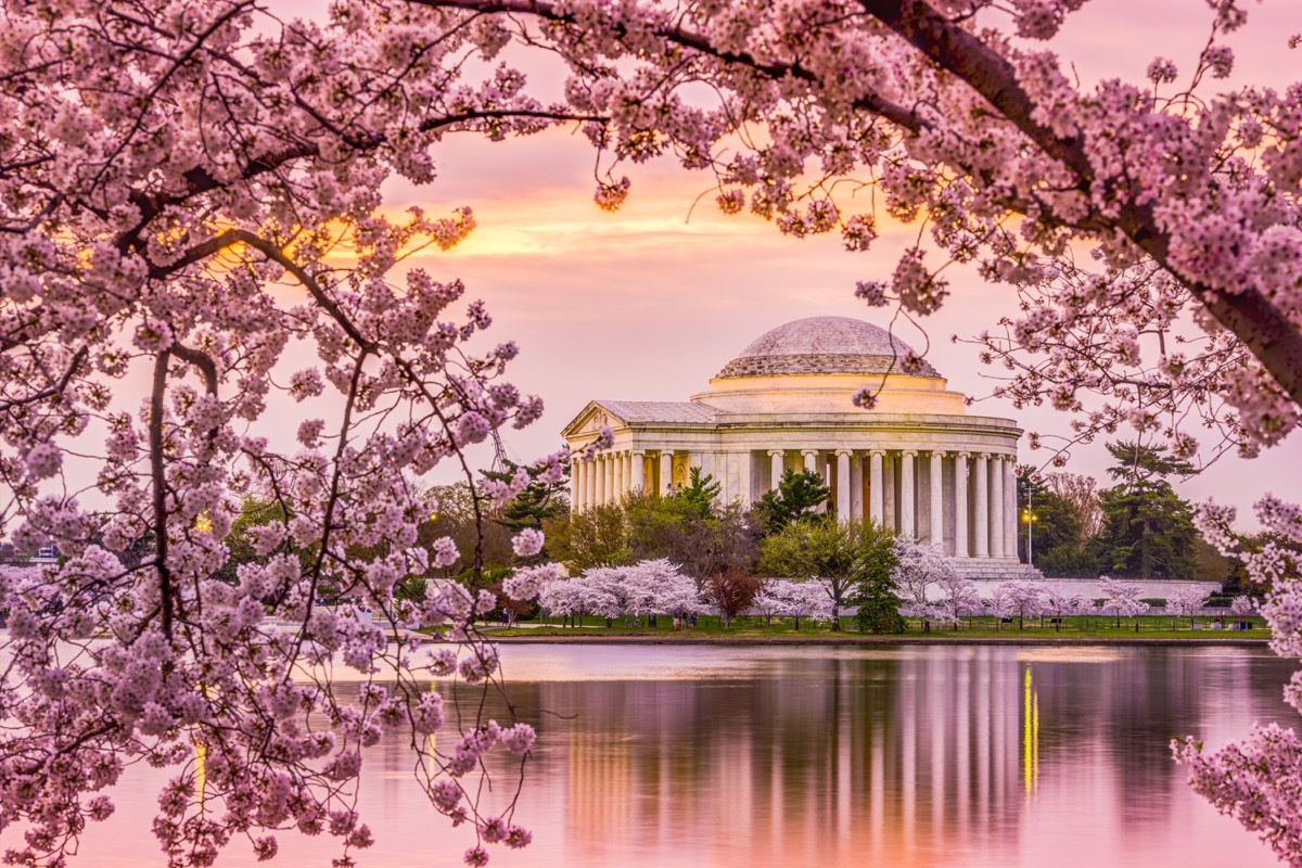 cherry blossom in washington d.c.