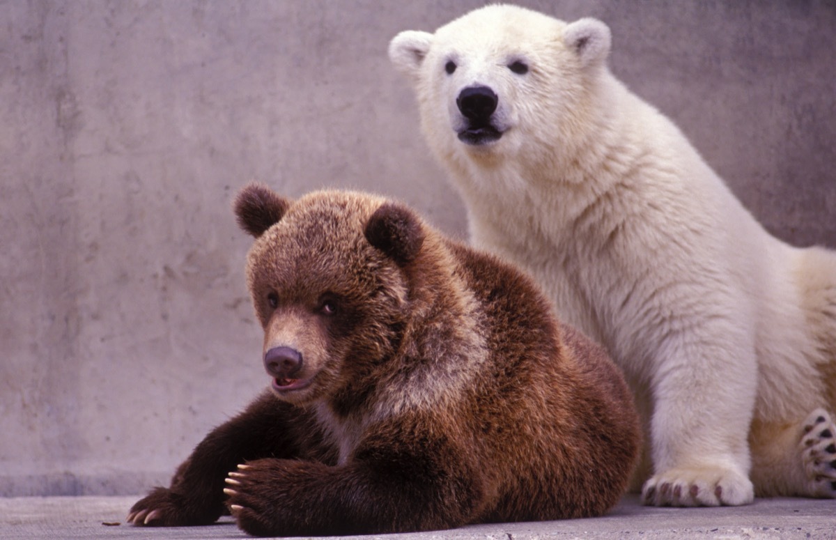 Brown and polar bear cubs portrait