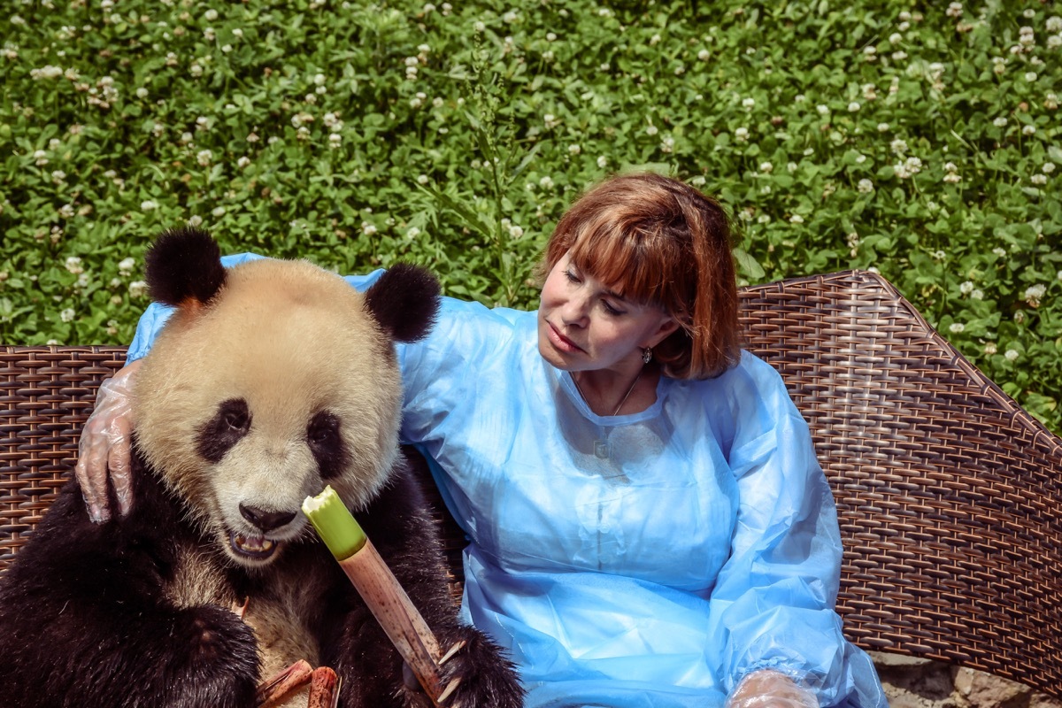 panda bear eating bamboo adorable photos of bears