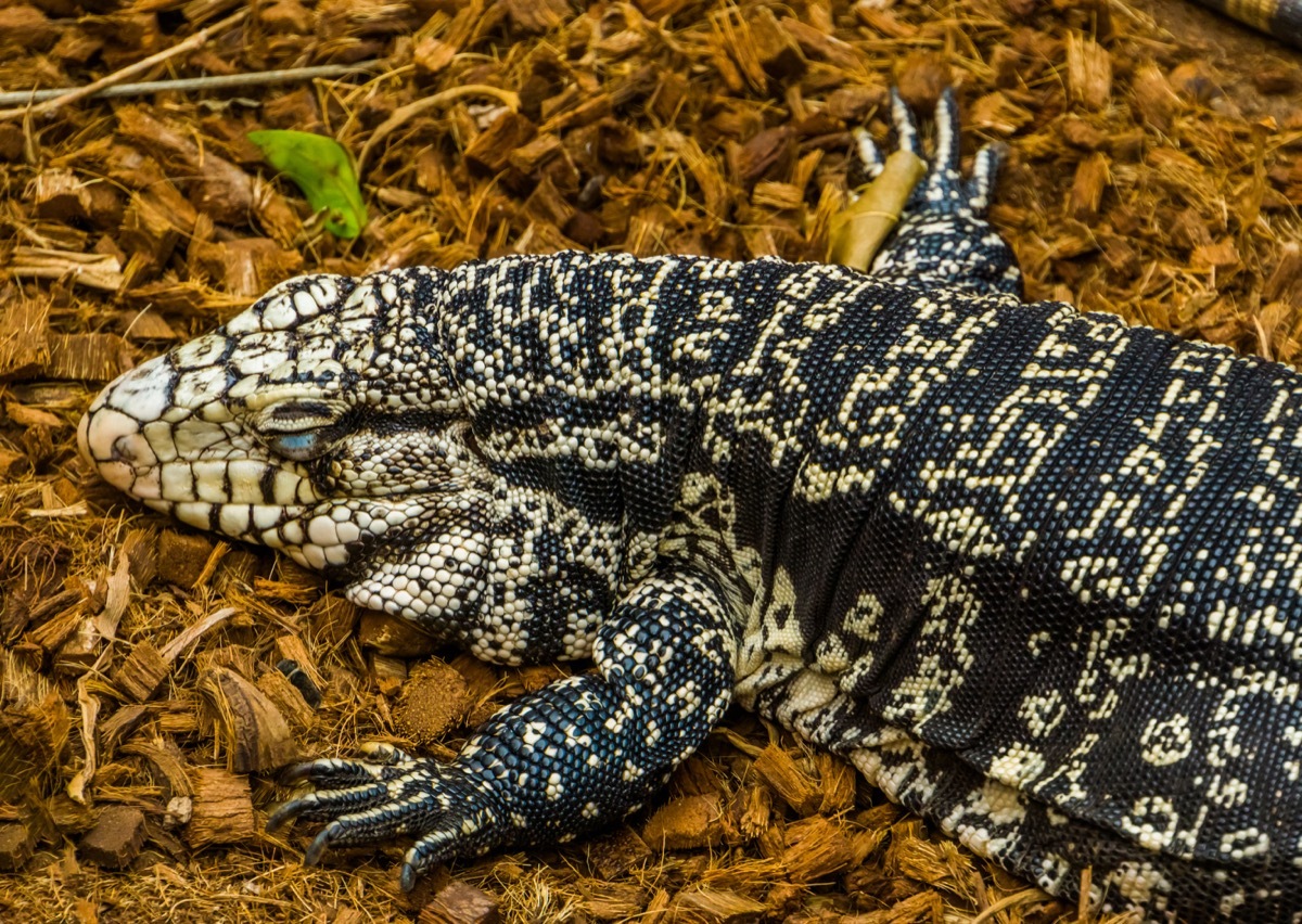 Argentine black-and-white tegu