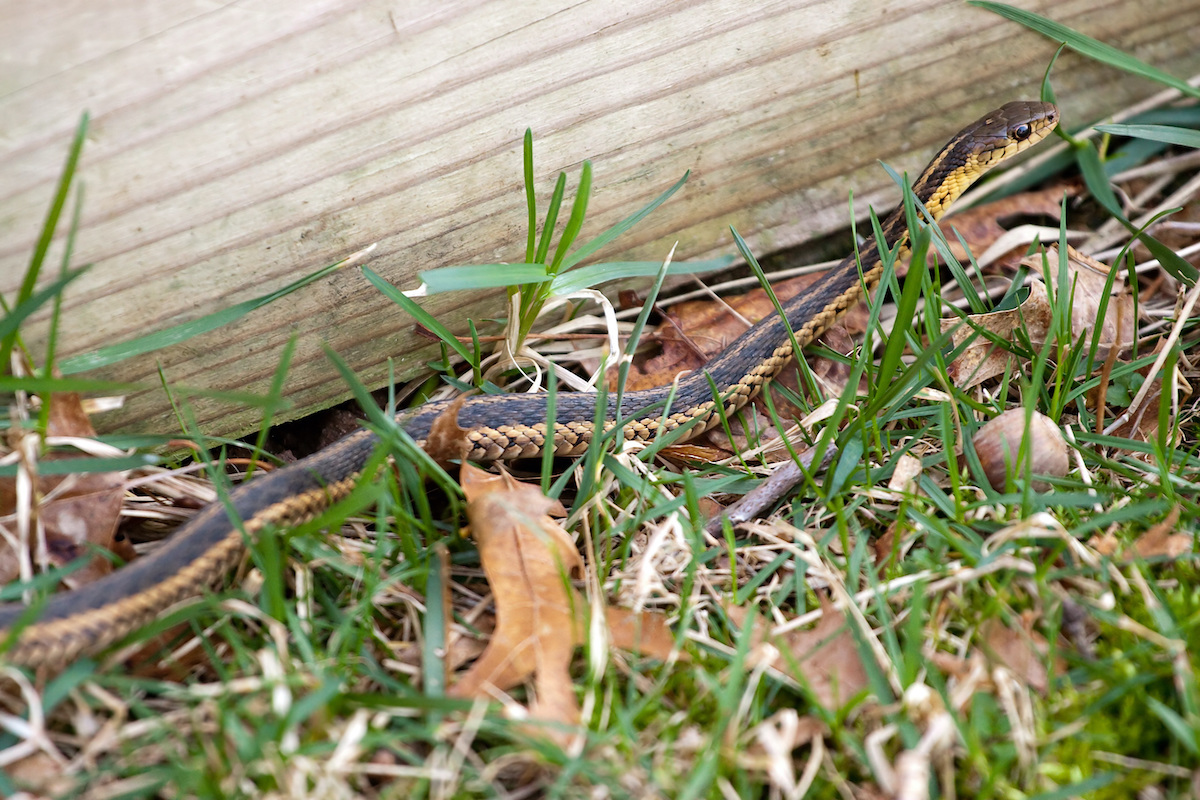 A black and yellow North American Garter snake slithering through the green grass.