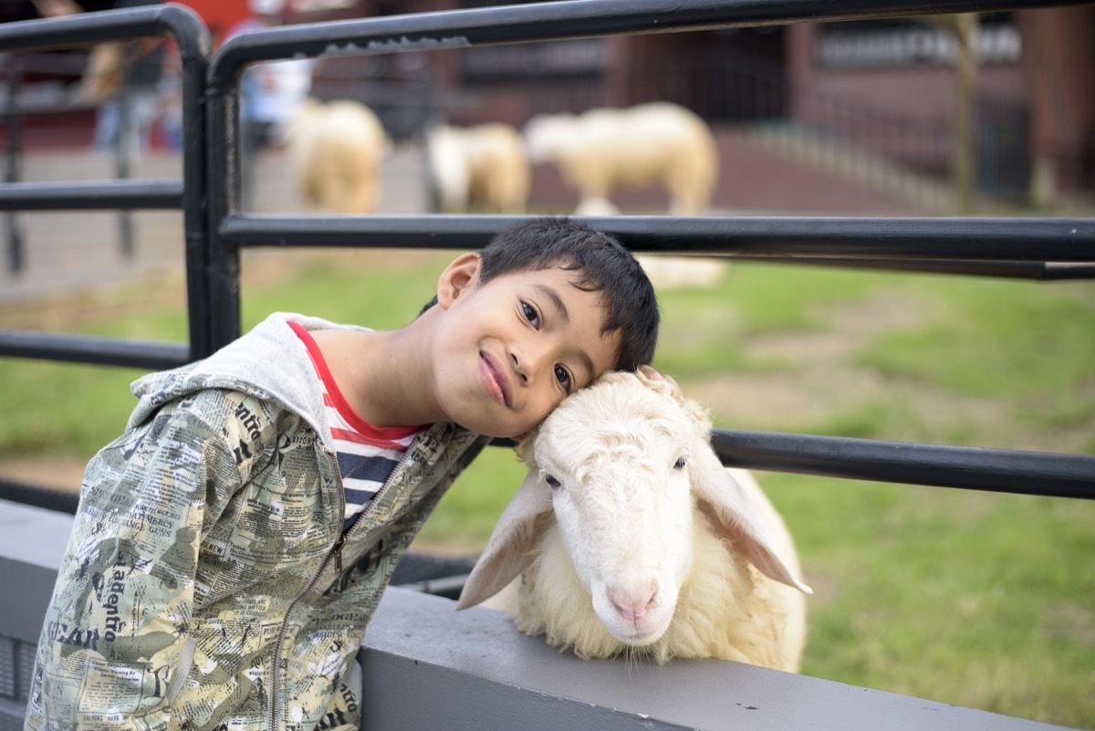 young asian boy cuddling with sheep at petting zoo