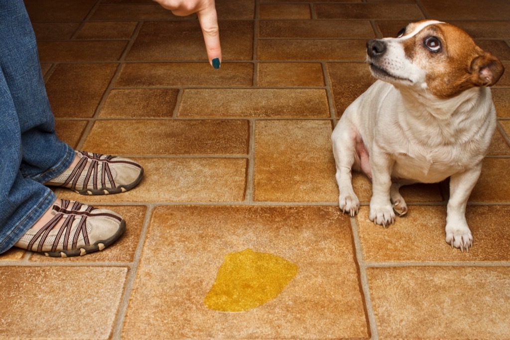 Old dog peed in the house, scolded