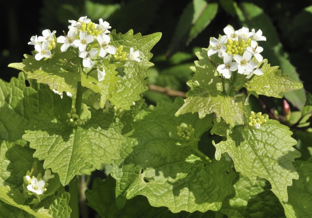 Mustard Weed Plant {How Do Plants Protect Themselves}