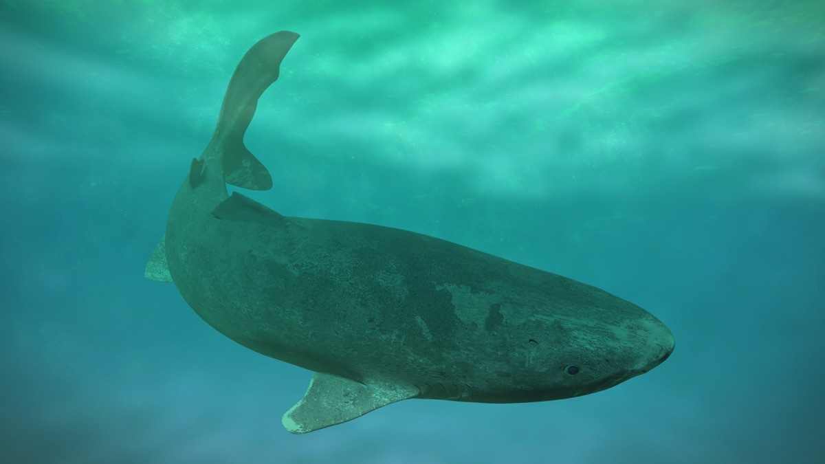 Greenland sharks