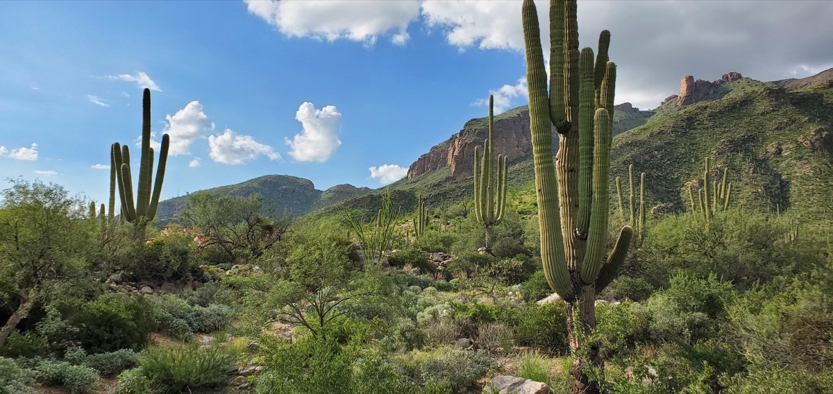 Catalina Mountains